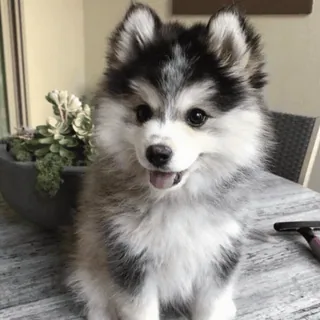 🌟 dog, puppy, cute, pomsky, animal, pet telegram sticker