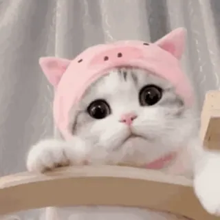 😼 Katze, Kätzchen, süß, Haustier, Tier, Schwein, Hut whatsapp sticker