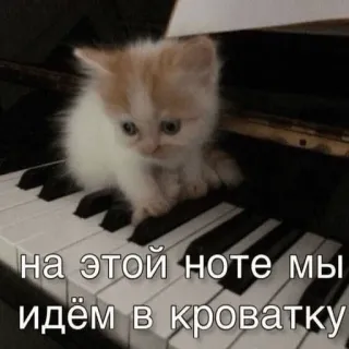 😴 на этой ноте мы идём в кроватку kitten, piano, animal, cat, cute, musical instrument telegram sticker