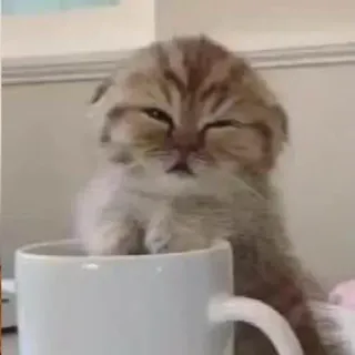☕️ 猫, 小猫, 可爱, 动物, 宠物, 杯子, 困, 苏格兰折耳猫 telegram sticker
