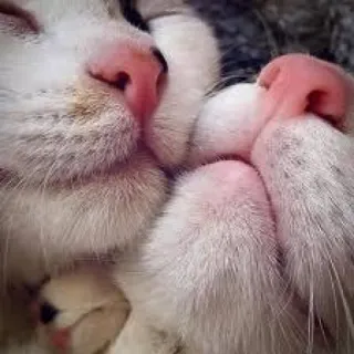 Cats do Chapp whatsapp stickers