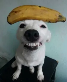 🍌 hond, banaan, grappig, huisdier, dier, schattig telegram sticker