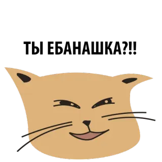 😐 gato, animal, adesivo, feliz, piscadela telegram sticker