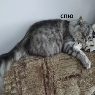 😴 сплю cat, sleeping, animal, pet, domestic cat telegram sticker