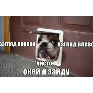 🫥 взгляд вправо
взгляд влево
*чисто*
окей я зайду chien, animal, animal de compagnie, porte, humour, russe, texte telegram sticker