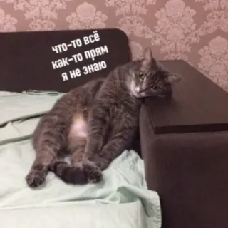 😕 что-то всё как-то прям я не знаю kot, leniwy, kanapa, smutny, zwierzę, rosyjski whatsapp sticker