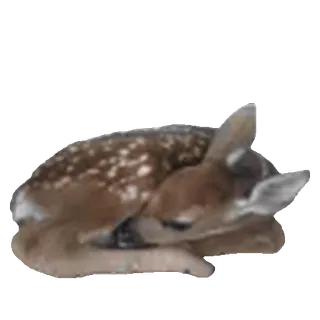 🦌