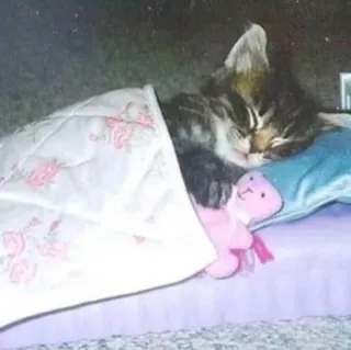 😴 gato, gatito, durmiendo, cama, almohada, osito de peluche telegram sticker