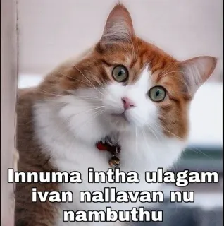 🤭 Innuma intha ulagam ivan nallavan nu nambuthu gato, animal de estimação, animal, meme, engraçado, texto, tamil telegram sticker