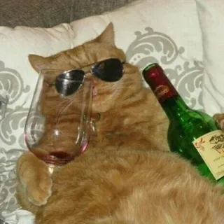 🌟 gatto, vino, occhiali da sole, bere, animale domestico, alcol, festa, relax telegram sticker