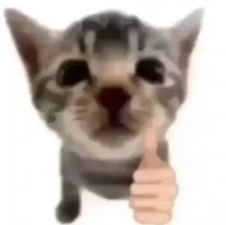 👍 cat telegram sticker