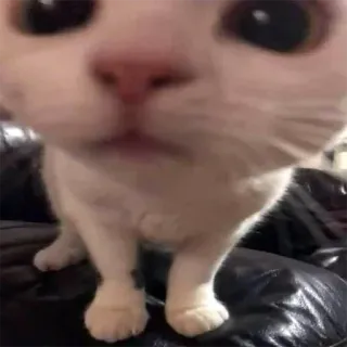 🙄 고양이, 동물, 애완동물, 귀여운, 집고양이, 흰 고양이 telegram sticker
