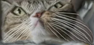 🌜 gatto, animale, animale domestico, felino, gatto domestico, carino, baffo telegram sticker