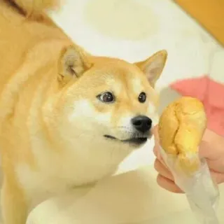 🍔 chien, shiba inu, nourriture, animal, animal de compagnie, collation whatsapp sticker