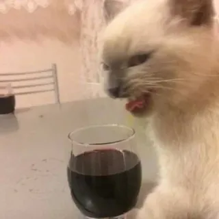 🍷 猫, 葡萄酒, 玻璃杯, 动物, 宠物, 喝酒 telegram sticker