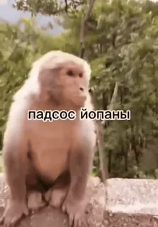 😒 падсос йопаны ลิง, ก้าวร้าว, คำหยาบ telegram sticker