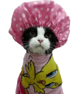 🛀 cat, shower cap, towel, animal, pet, Tweety Bird telegram sticker