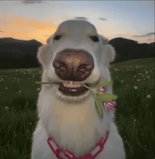 🌹 perro, flor, trébol, cadena rosa, animal, mascota telegram sticker