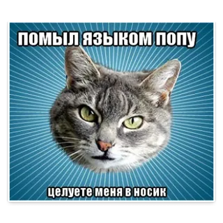 😛 ПОМЫЛ ЯЗЫКОМ ПОПУ 
ЦЕЛУЙТЕ МЕНЯ В НОСИК gato, gracioso, meme, humor, animal telegram sticker