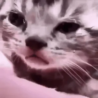 😢 猫, 小猫, 动物, 可爱, 宠物, 家畜 telegram sticker