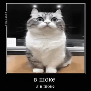 😨 В ШОКЕ 
Я в шоке kot, zszokowany, rosyjski, mem, śmieszne, słodkie, zwierzę telegram sticker