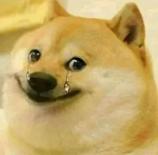😢 Doge chó, meme, khóc, buồn, động vật, meme trên mạng, doge telegram sticker
