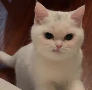 🤔 Katze, Kätzchen, weiß, süß, Tier, Haustier telegram sticker