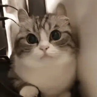 😺 猫, 可爱, 小猫, 动物, 宠物, 家养 telegram sticker