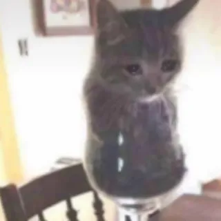 😢 kucing, anak kucing, gelas, binatang, lucu telegram sticker