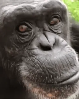 🐒 chimpanzé, singe, animal, primate, faune whatsapp sticker