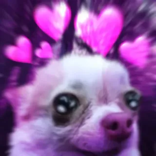 🥺 dog, chihuahua, hearts, animal, pet, cute telegram sticker