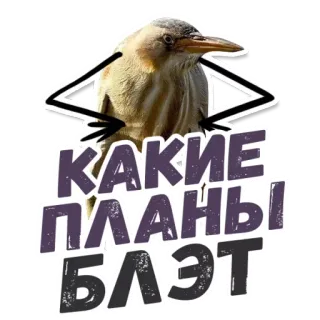 😋 какие планы БЛЭТ 鸟, 计划, 搞笑, 表情包, 俚语 telegram sticker