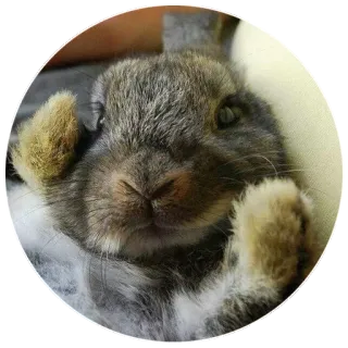 😎 rabbit, bunny, cute, animal, pet, mammal telegram sticker
