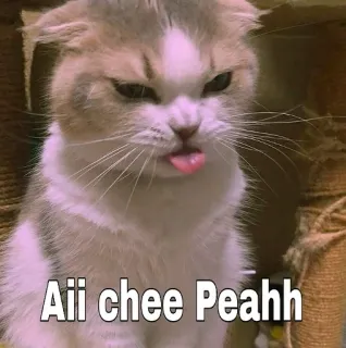 😬 Aii chee Peahh gato, meme, engraçado, animal, animal de estimação, adesivo telegram sticker