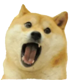 😲 Doge doge, meme, hond, shiba inu, internetmeme telegram sticker