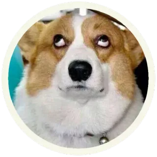 😐 собака, корги, животное, питомец, мем, смешной, милый whatsapp sticker