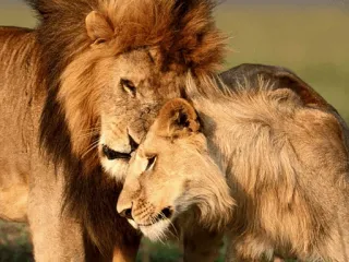 😍 лев, львица, нежность, животные, дикая природа, природа, любовь telegram sticker