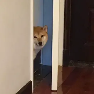 🏷 chó, shiba inu, nhìn trộm, động vật, thú cưng, dễ thương telegram sticker
