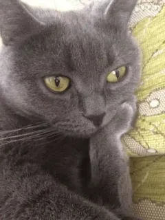 🤔 고양이, 애완동물, 동물, 회색 고양이, 가축, 고양이과 telegram sticker