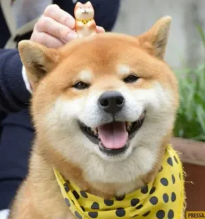 😛 anjing, shiba inu, hewan, imut, peliharaan, senyum whatsapp sticker