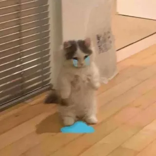 😭 cat, kitten, crying, sad, tears, blue cloud telegram sticker