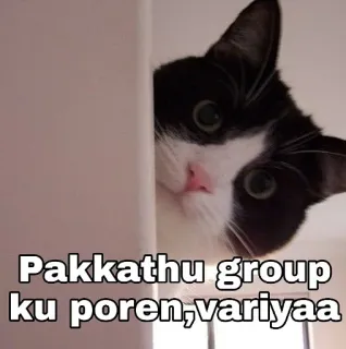 😆 Pakathu group ku poren, variyaa gato, animal, animal de estimação, engraçado, meme telegram sticker