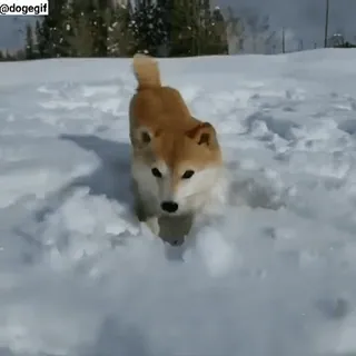 😂 Hund, Schnee, Shiba Inu, Tier, Winter telegram sticker