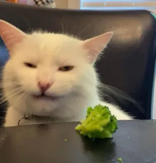 😕 cat, broccoli, pet, animal, white cat, food, vegetable telegram sticker