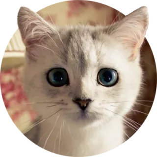 😐 cat, kitten, pet, cute, animal, mammal telegram sticker