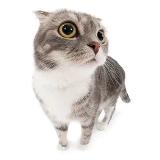 🤨 고양이, 스코티시 폴드, 동물, 애완 동물, 고양이, 귀여운, 포유류 telegram sticker