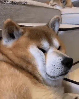 🦖 shibainu_doggo chien, shiba inu, animal de compagnie, animal, mème, mignon telegram sticker