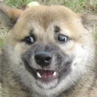 😩 hond, shiba inu, meme, grappig, dier telegram sticker