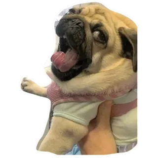 ⚪️ mopshond, hond, huisdier, dier, schattig, zoogdier telegram sticker