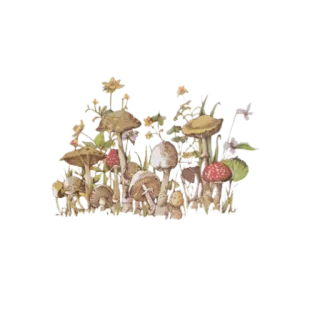 🍄 버섯, 균류, 자연, 숲, 식물, 빈티지, 일러스트 telegram sticker